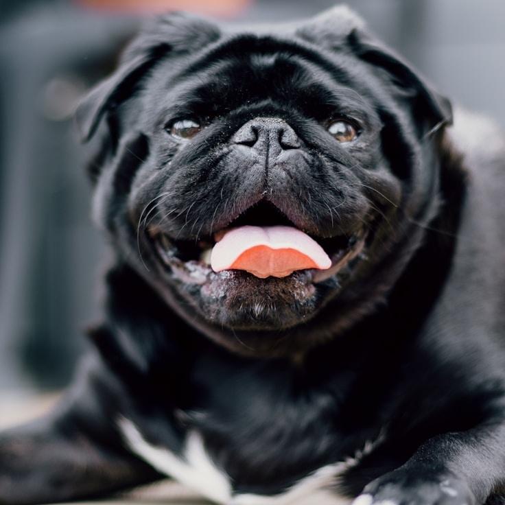 School environment for families in Lisbon, Portugal